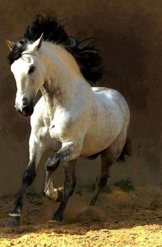 caballo lusitano